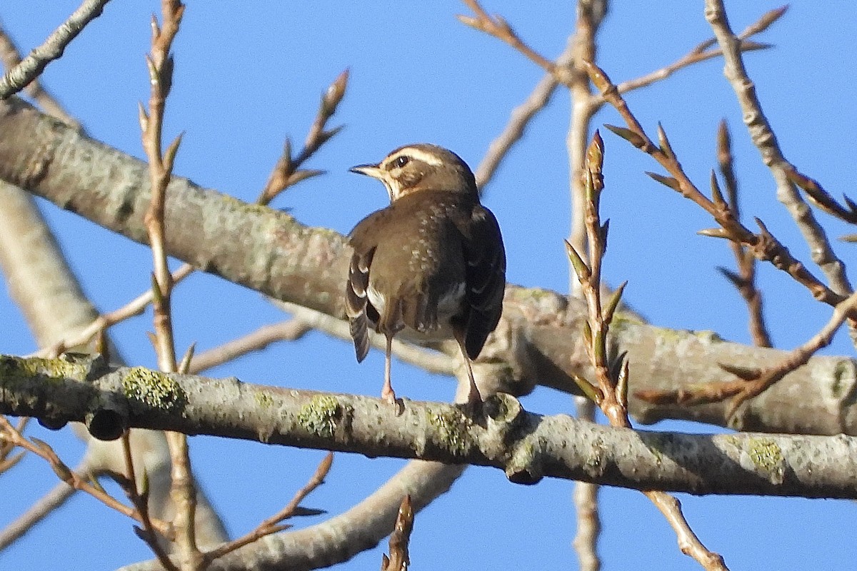 Redwing - ML646842157