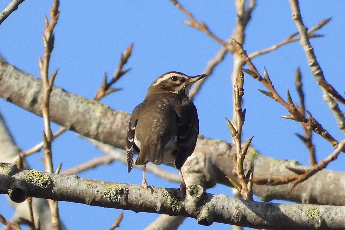 Redwing - ML646842158