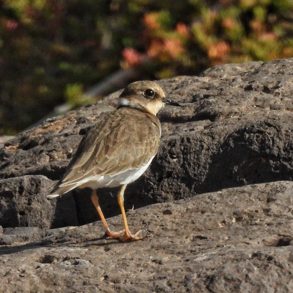 Little Ringed Plover - ML646842159