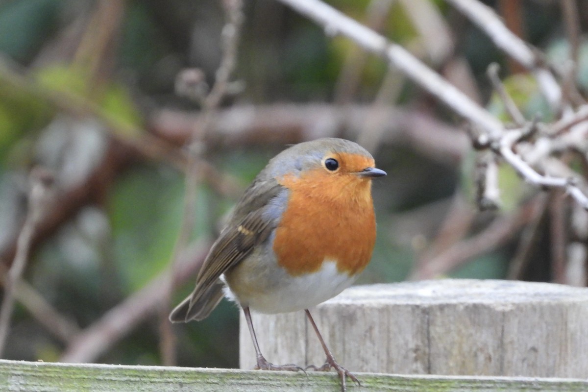 European Robin - ML646842160