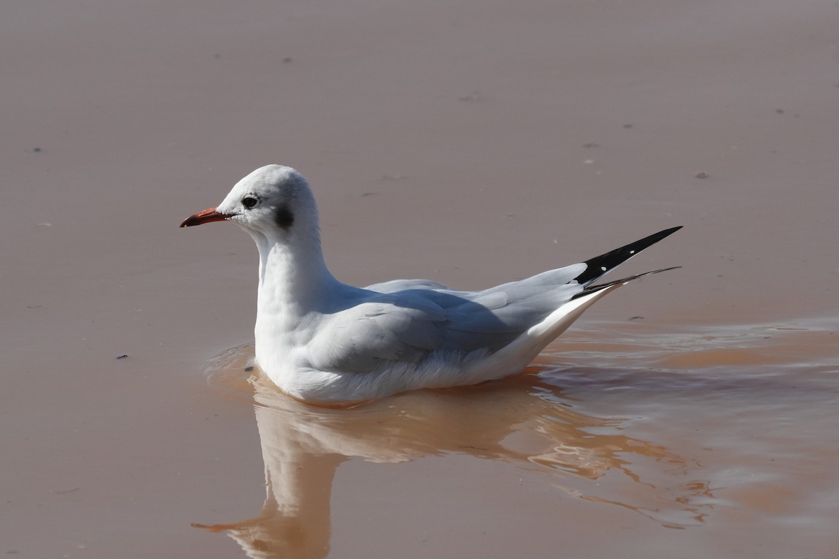 Black-headed Gull - ML646842161