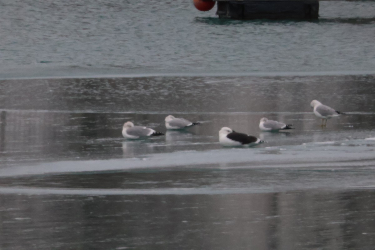 שחף ימי - ML646842166