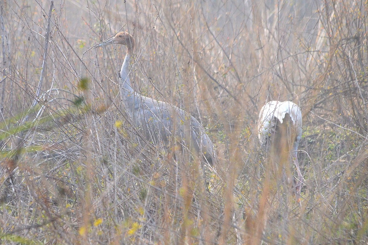 Индийский журавль - ML646842170