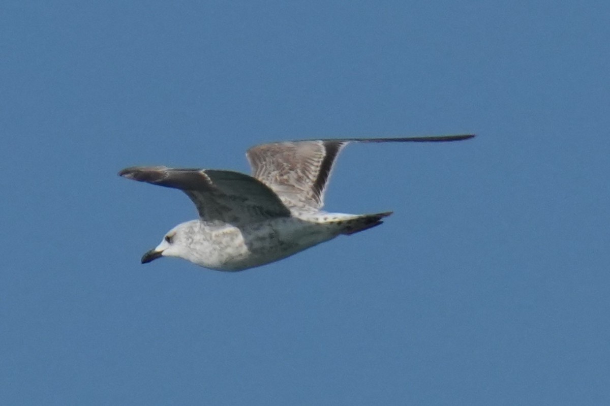 Caspian/Yellow-legged/Armenian Gull - ML646842172