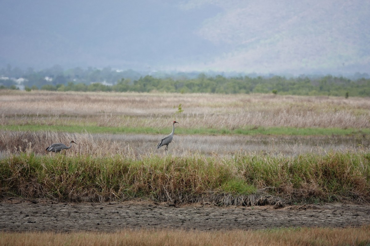 Brolga kurriloa - ML646842174
