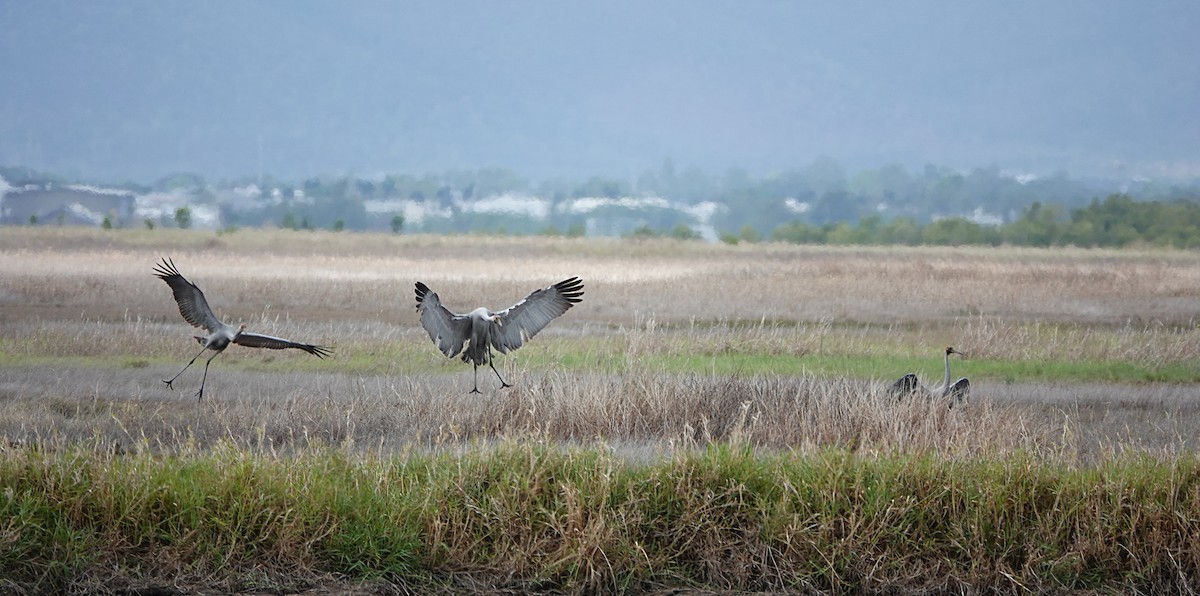 Brolga kurriloa - ML646842175