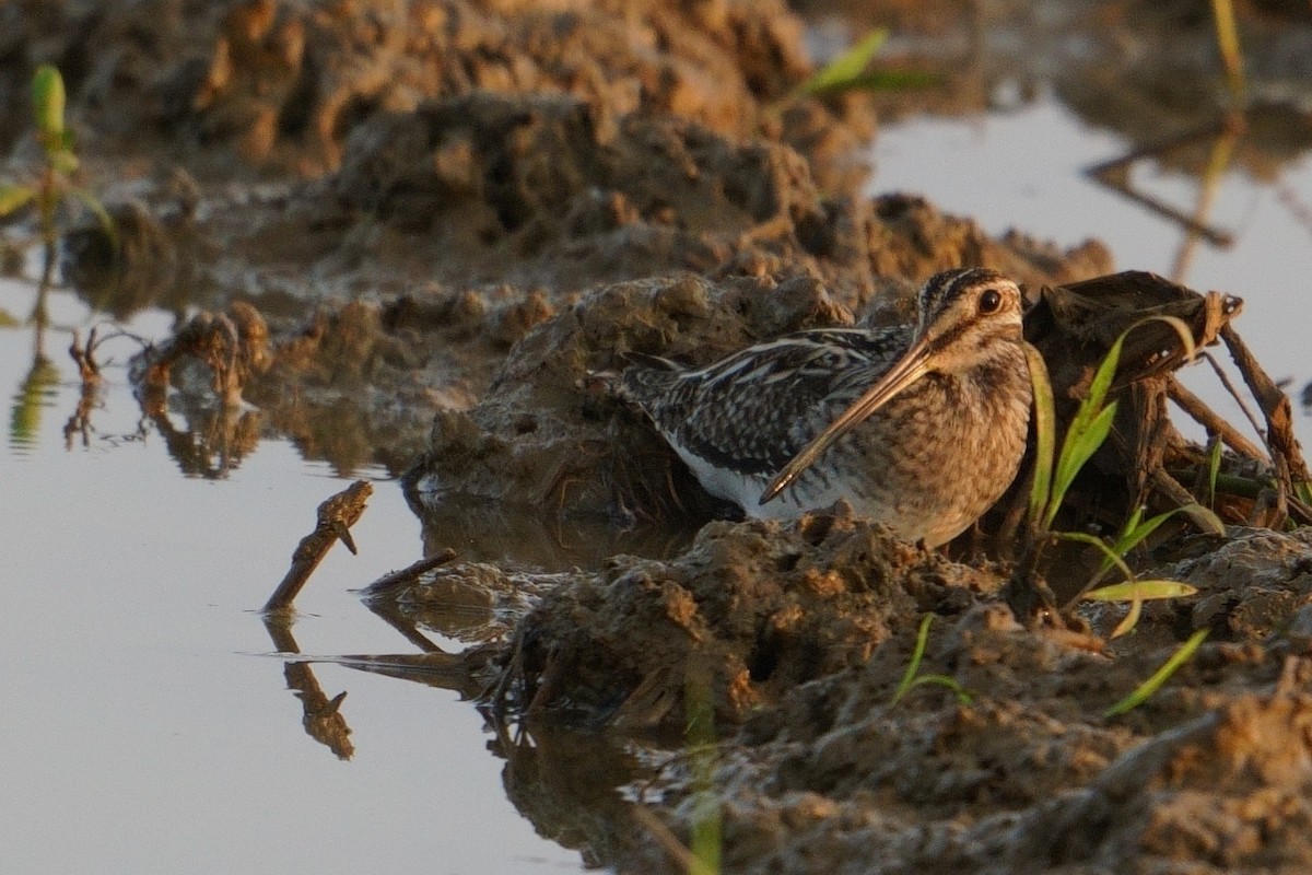 Suçulluğu - ML646842176