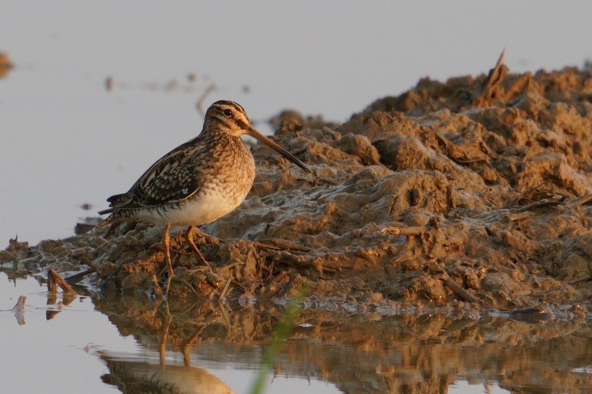 Common Snipe - ML646842177