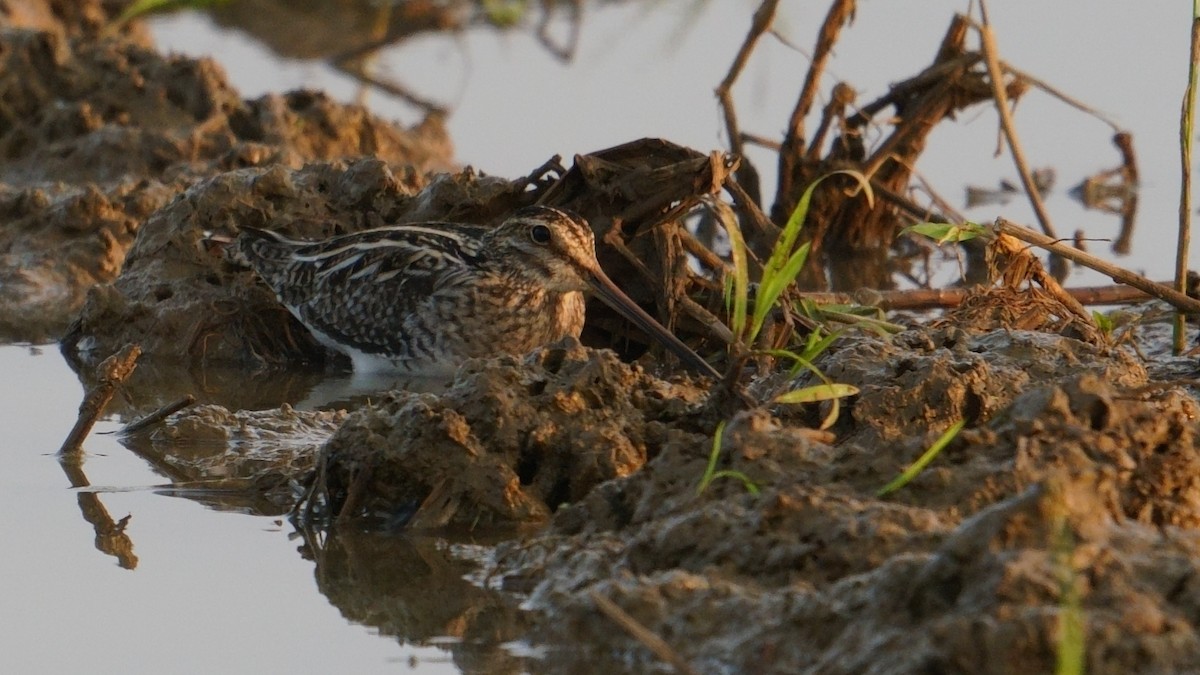 Suçulluğu - ML646842178