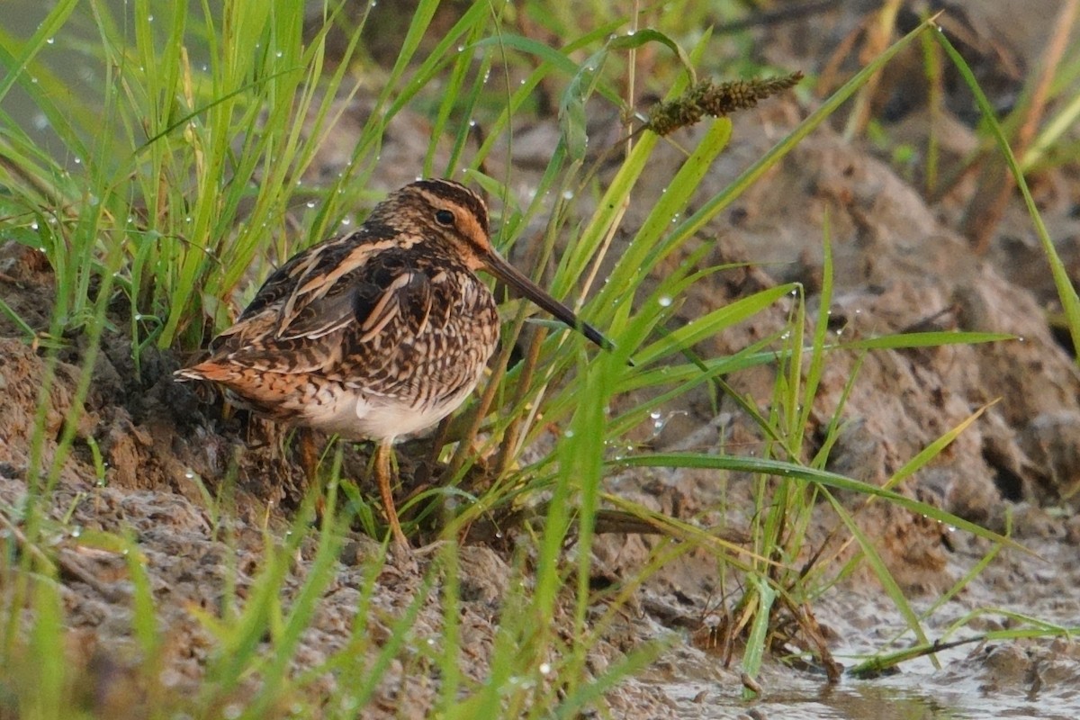 Common Snipe - ML646842179