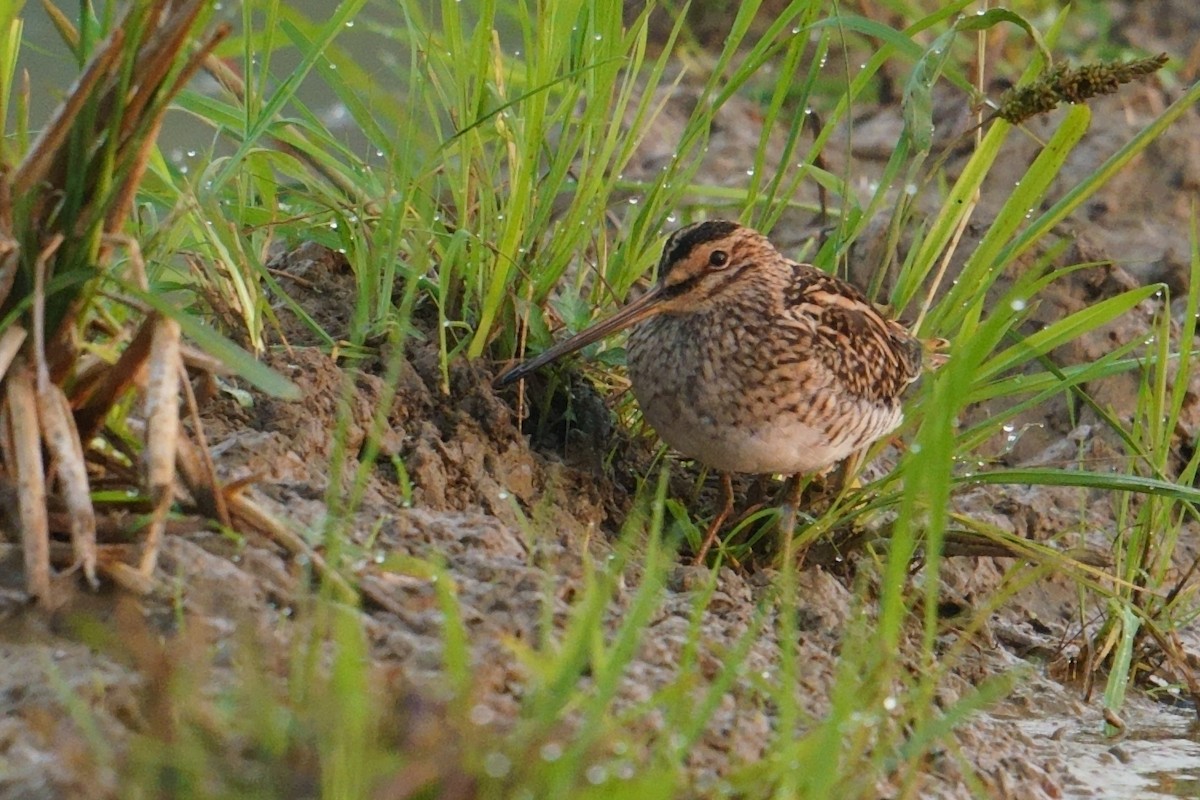 Suçulluğu - ML646842180