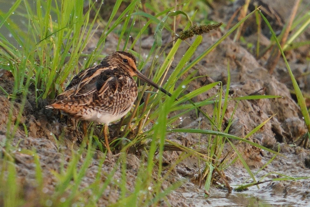 Suçulluğu - ML646842181