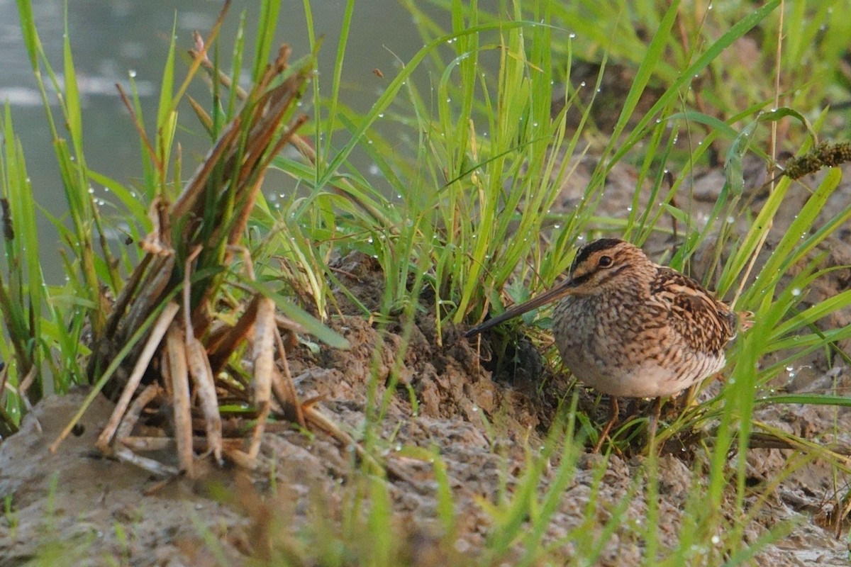 Suçulluğu - ML646842182