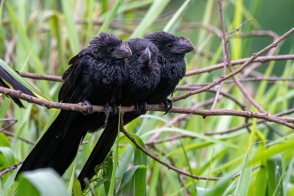 オオハシカッコウ - ML646842183