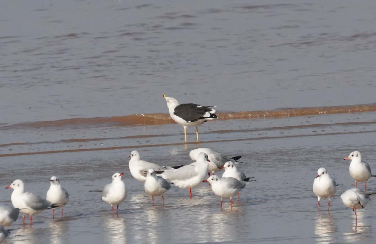Lesser Black-backed Gull - ML646842184