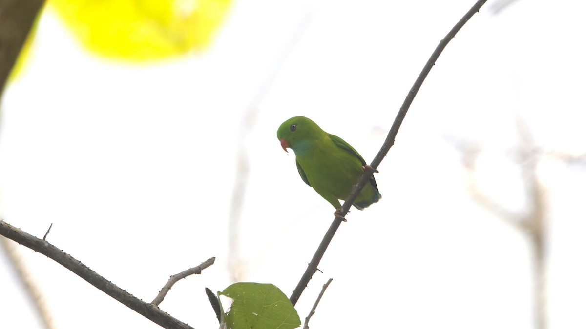 Vernal Hanging-Parrot - ML646842186