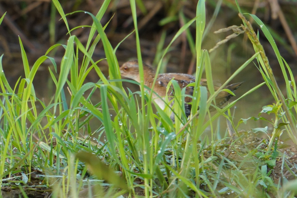 Baillon's Crake - ML646842188