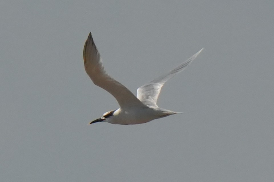 Sandwich Tern (Eurasian) - ML646842190