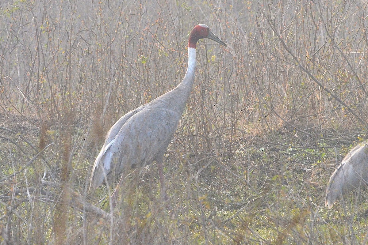 Индийский журавль - ML646842192