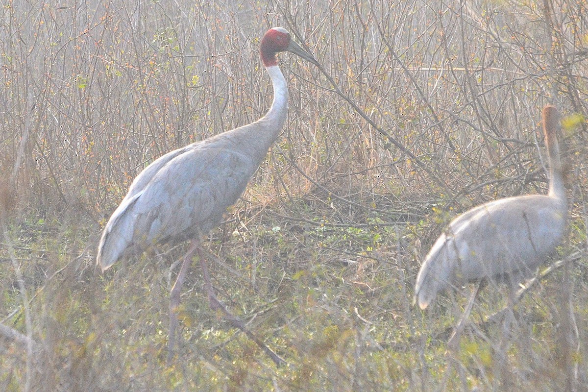 Индийский журавль - ML646842193