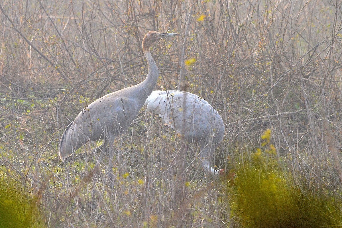 Индийский журавль - ML646842194