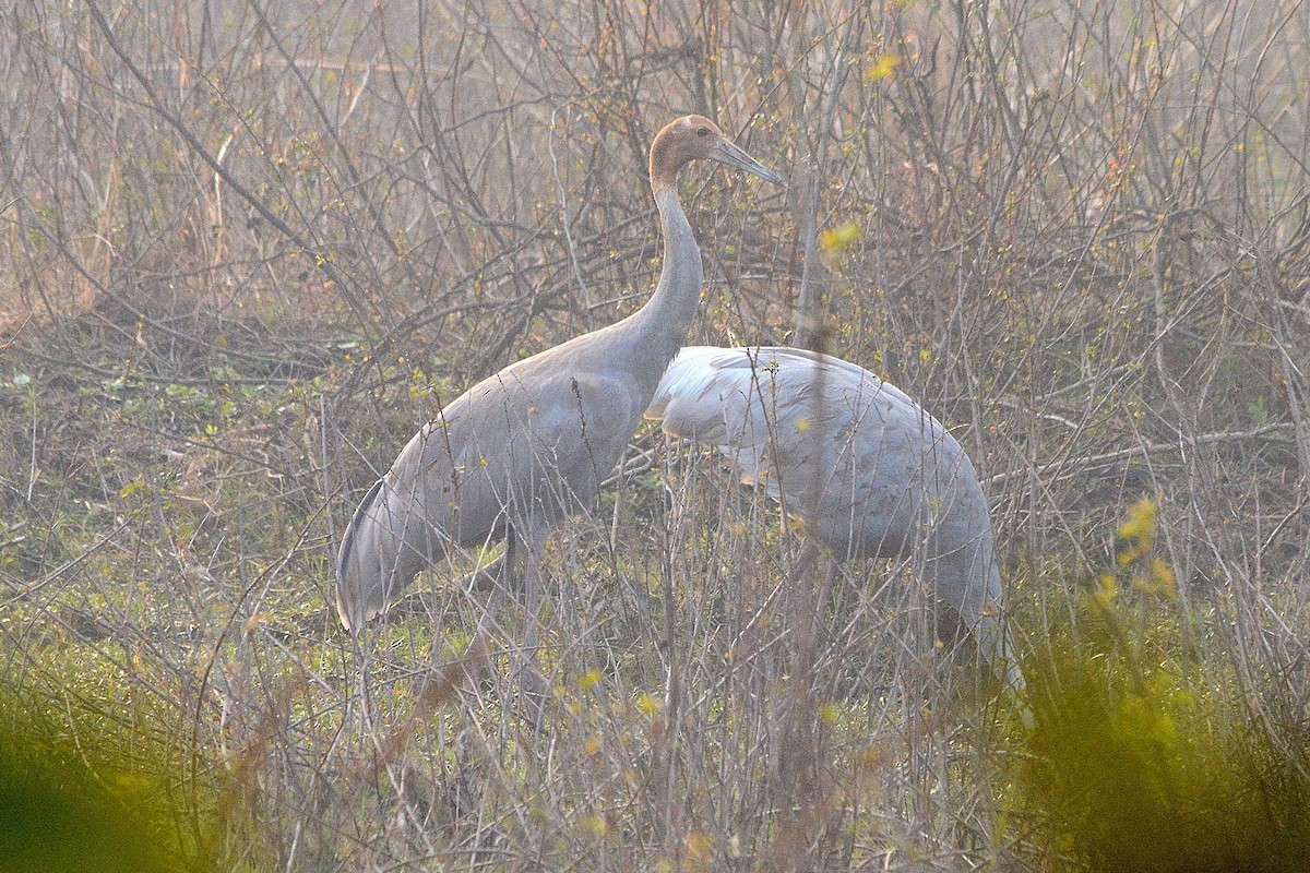 Индийский журавль - ML646842195