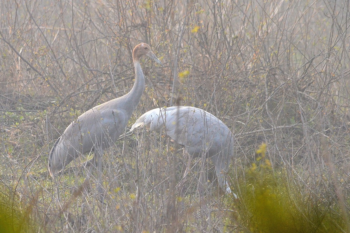 Индийский журавль - ML646842196