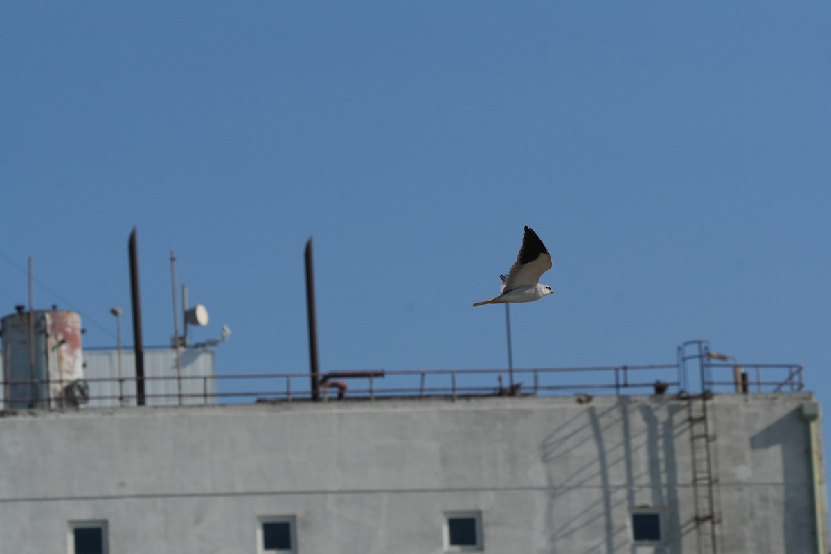 Black-winged Kite (Asian) - ML646842197