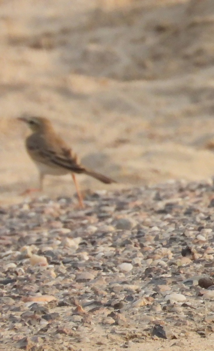 Bisbita Campestre - ML646842204