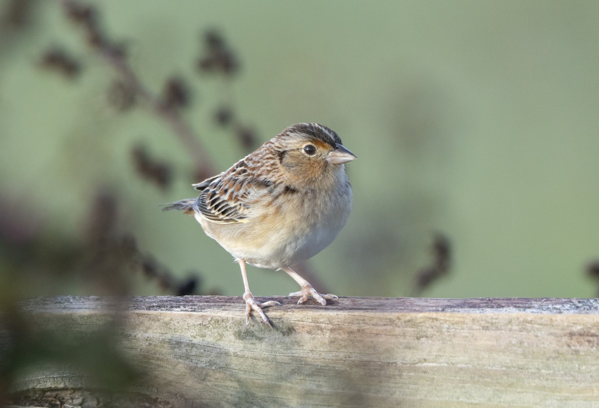 Grasshopper Sparrow - ML646842206
