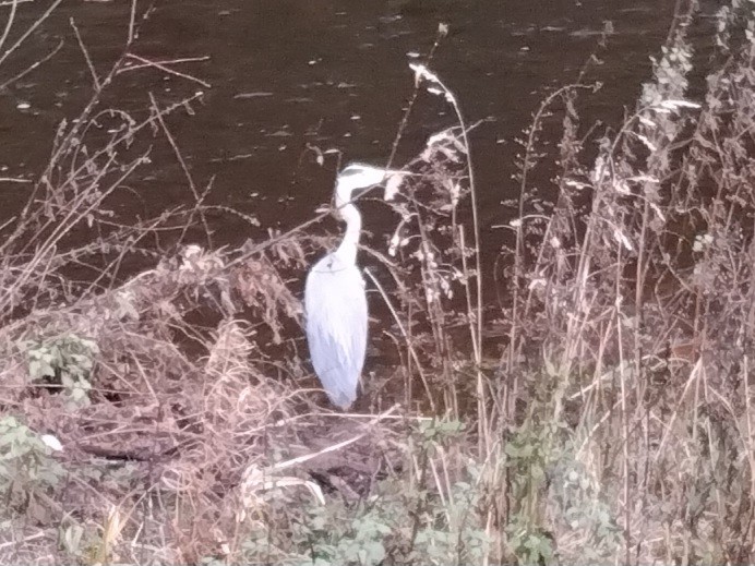 Хөх дэглий - ML646842207