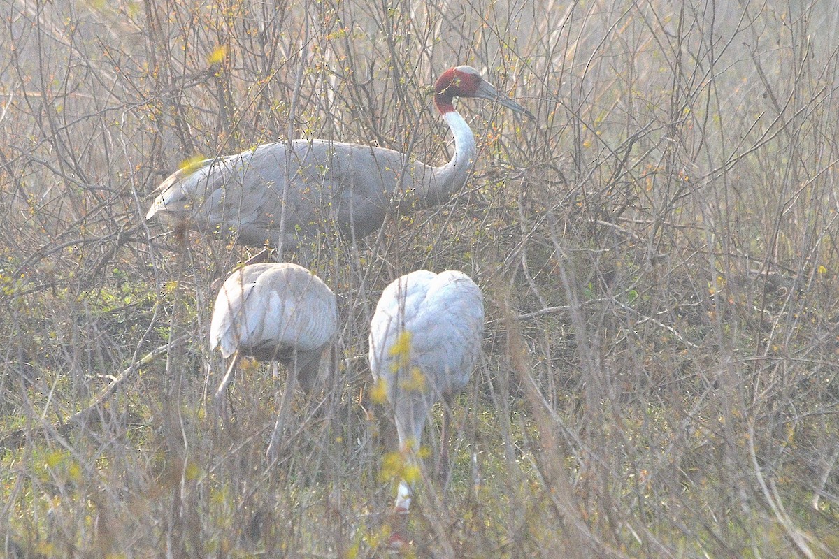 Индийский журавль - ML646842209