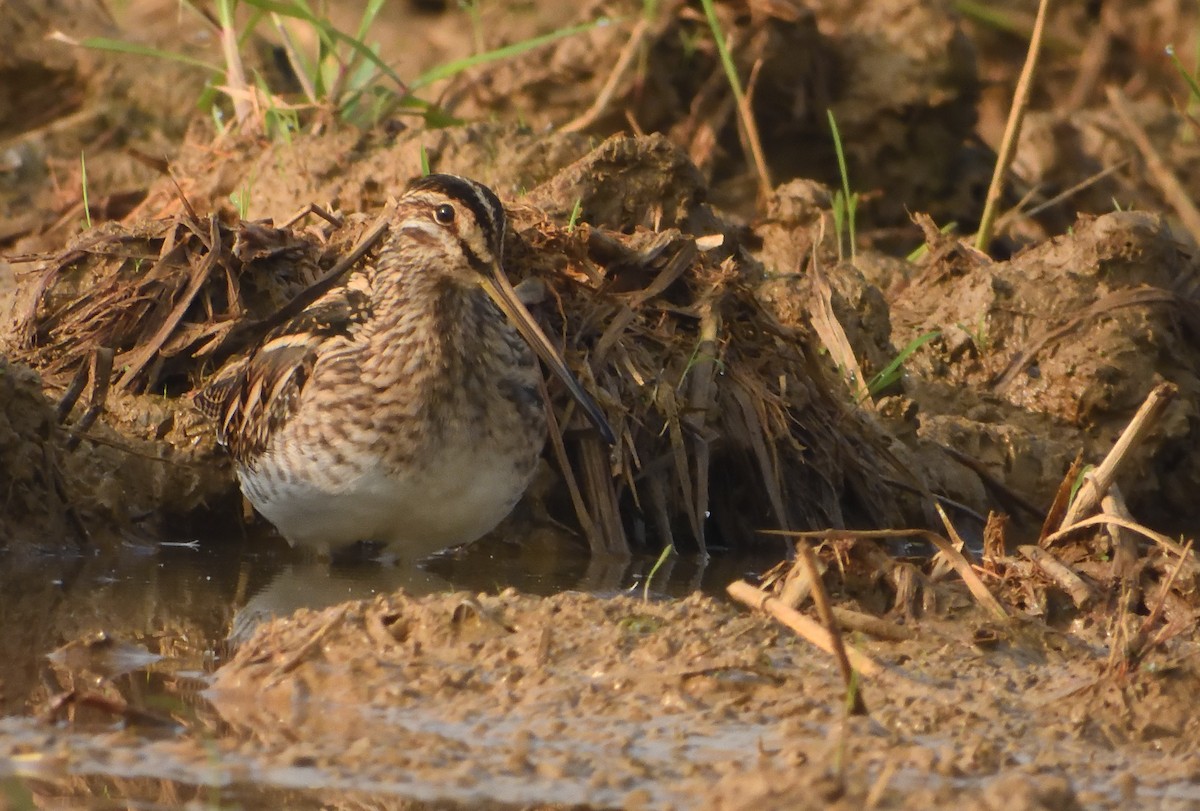 Common Snipe - ML646842210