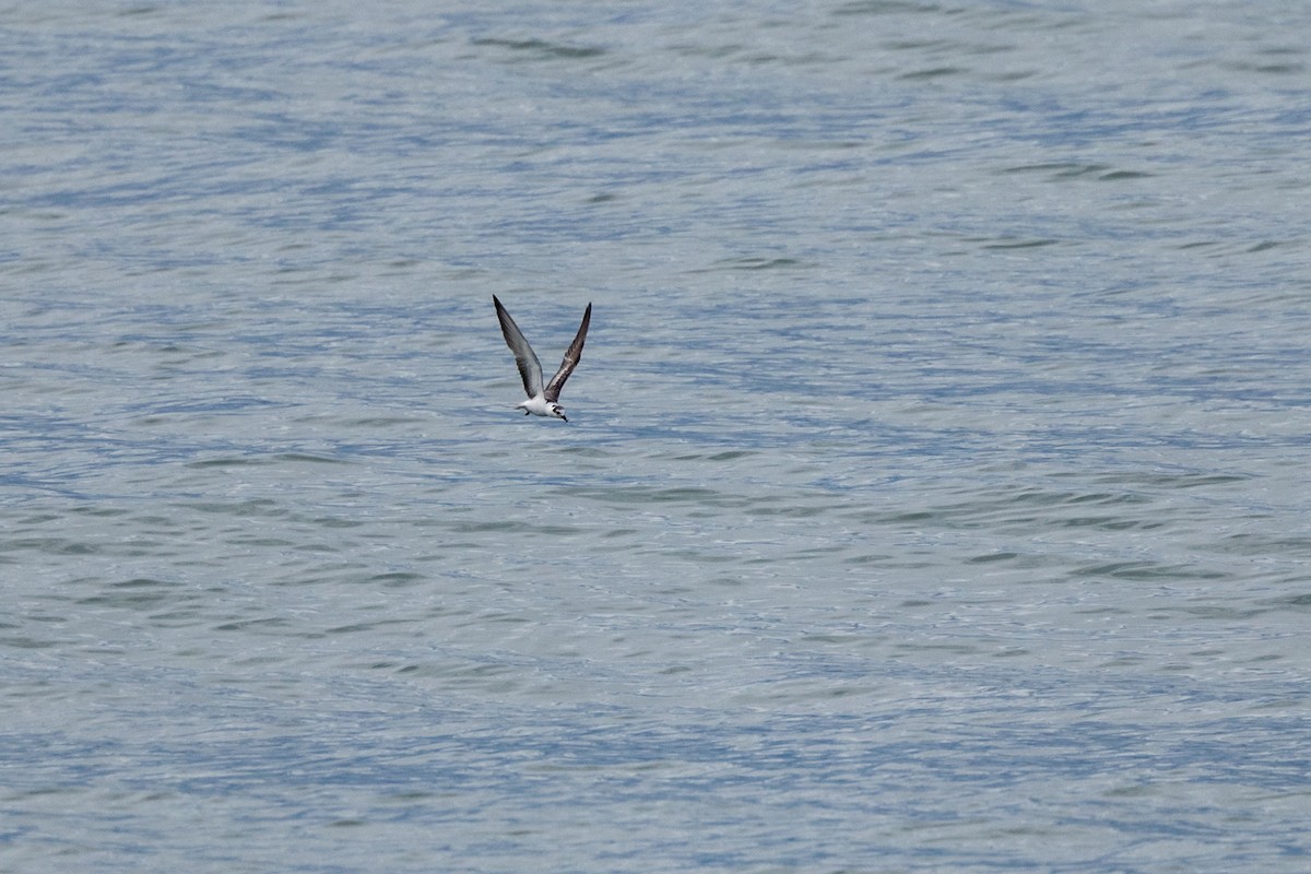 White-winged Tern - ML646842211