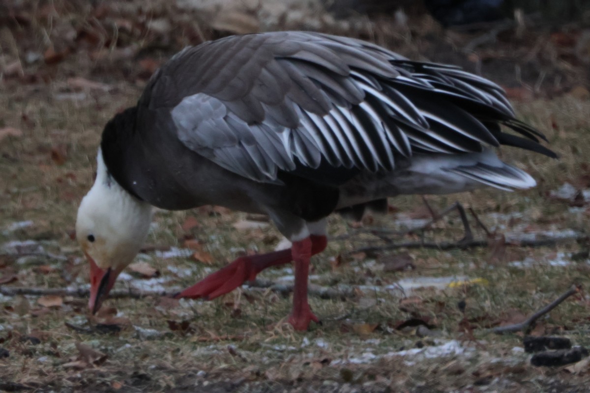 Oie des neiges - ML646842212