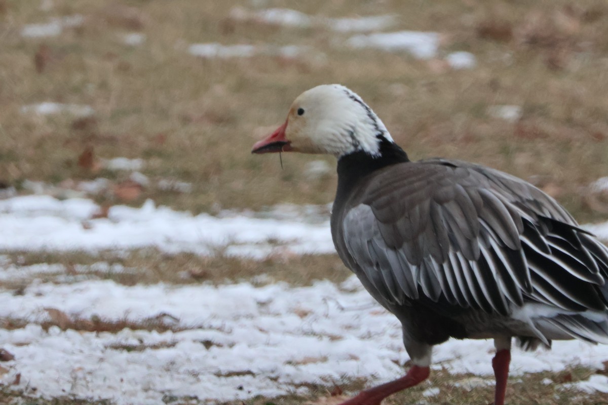 Oie des neiges - ML646842213