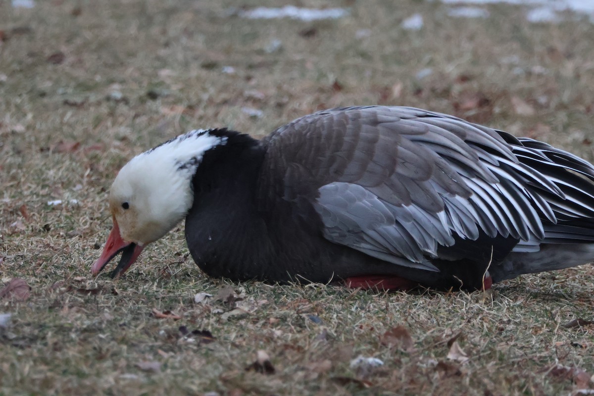 Oie des neiges - ML646842214