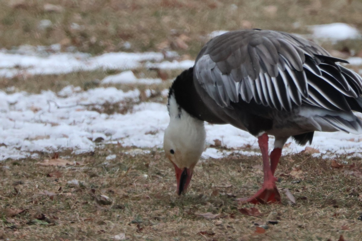 Oie des neiges - ML646842215