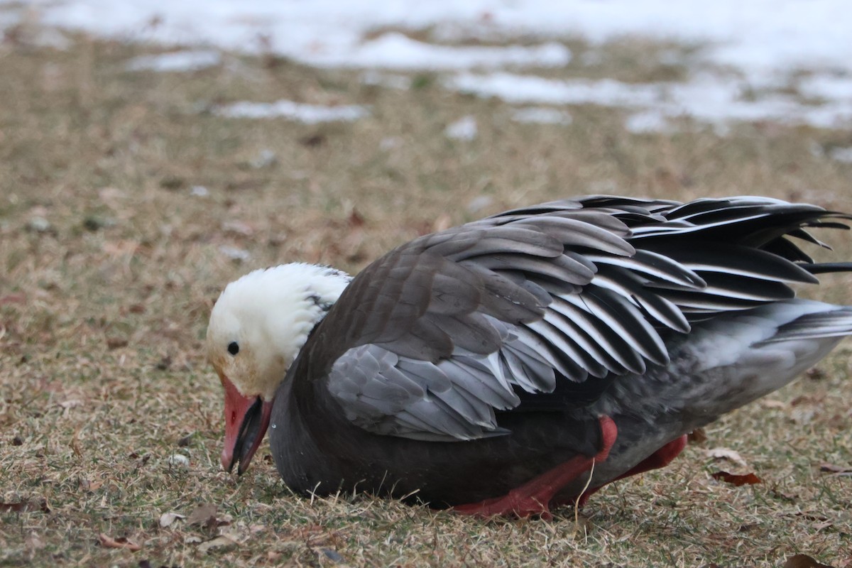 Oie des neiges - ML646842216