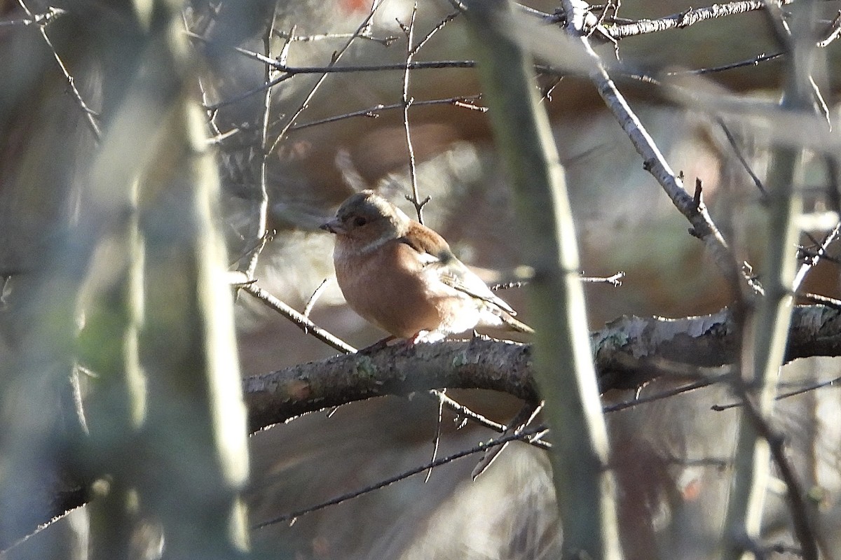 Common Chaffinch - ML646842217
