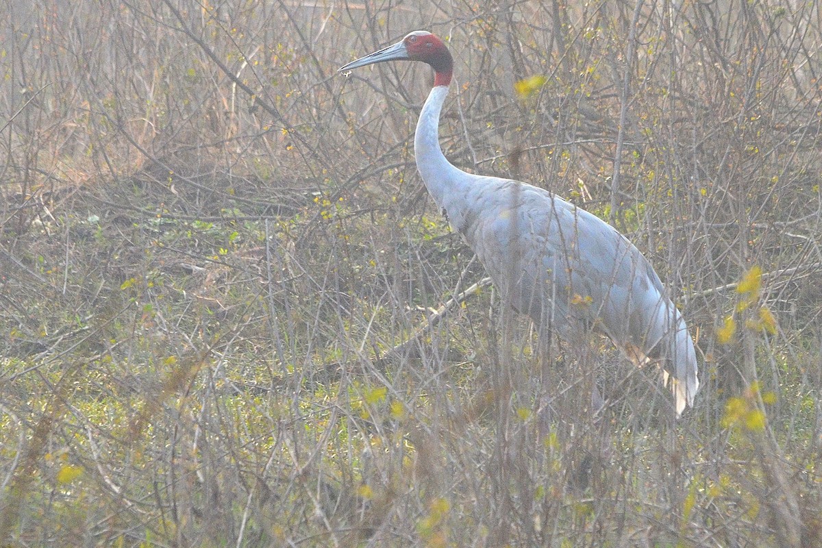 Индийский журавль - ML646842218