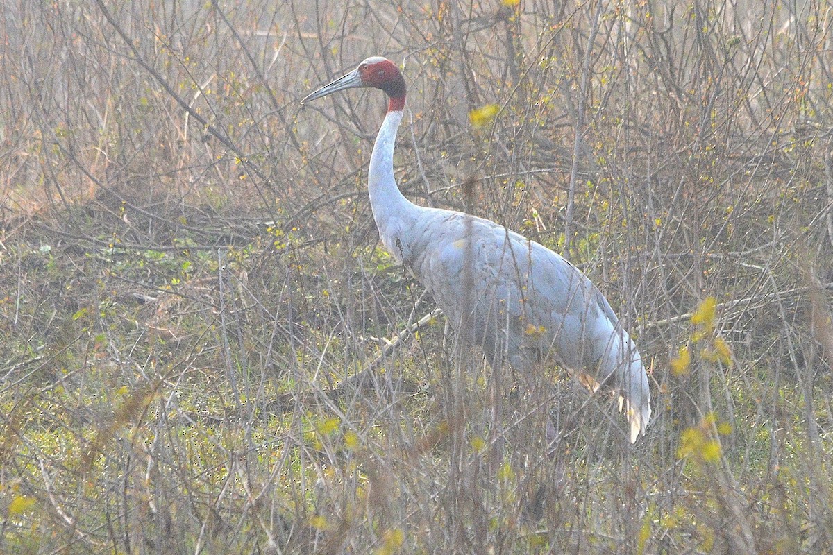 Индийский журавль - ML646842219