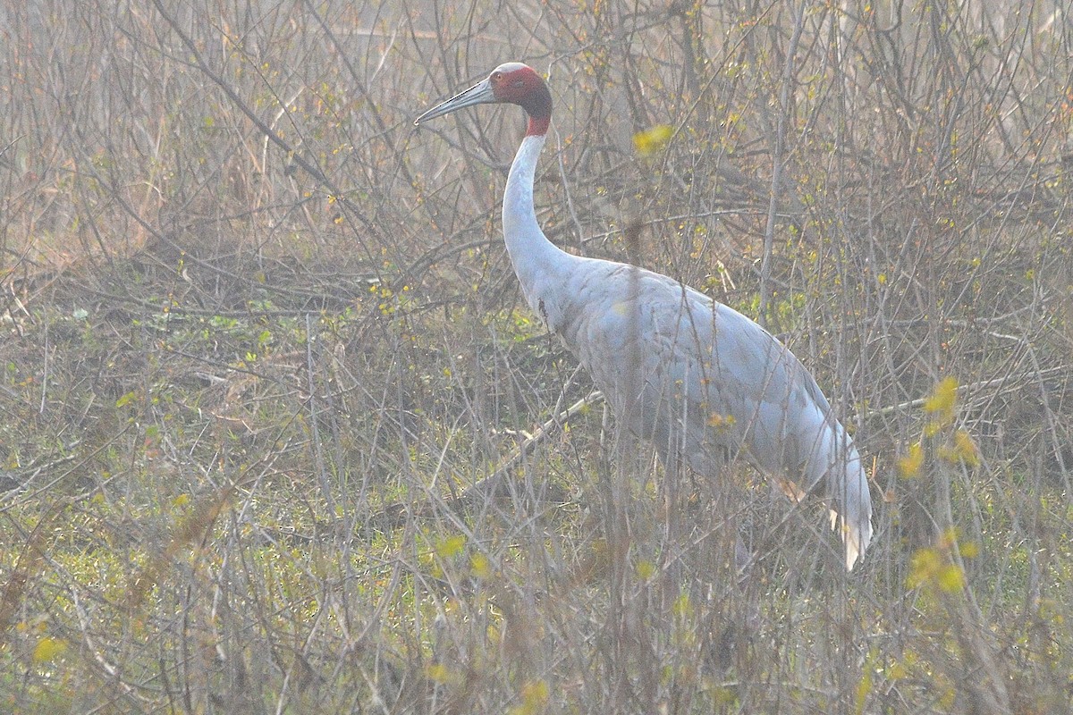 Индийский журавль - ML646842220