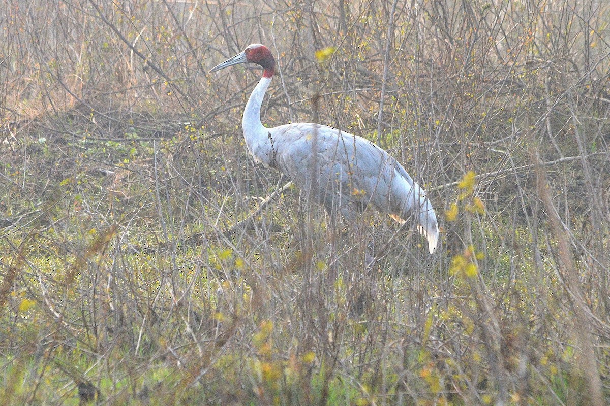 Индийский журавль - ML646842221