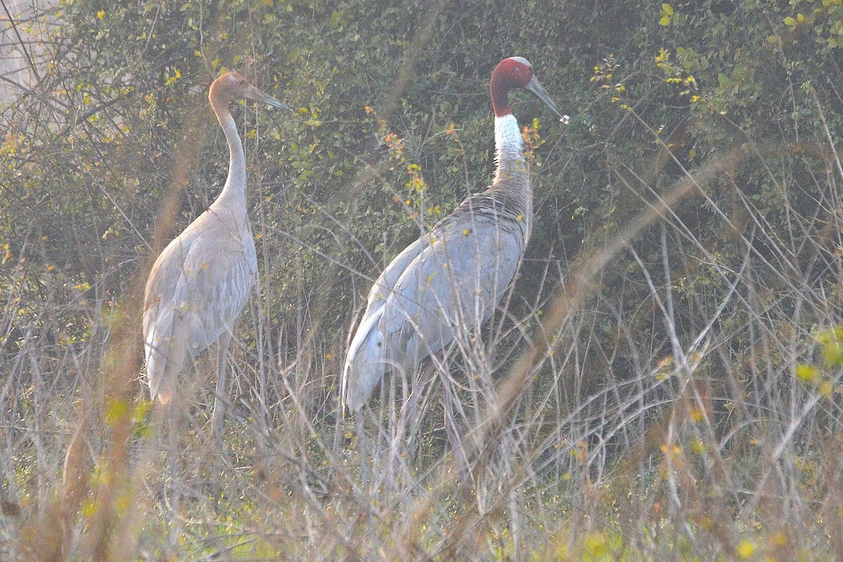 Индийский журавль - ML646842222