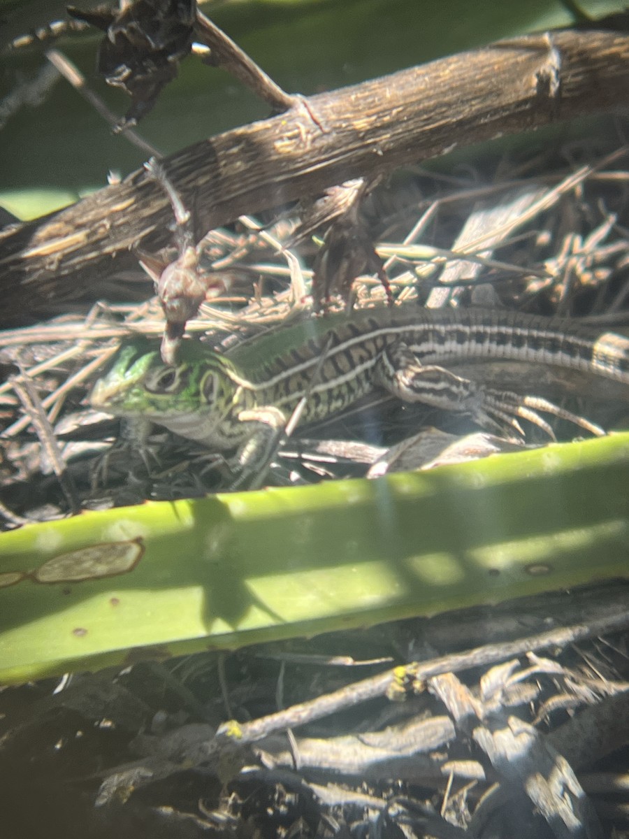 動物界 - ML646842228