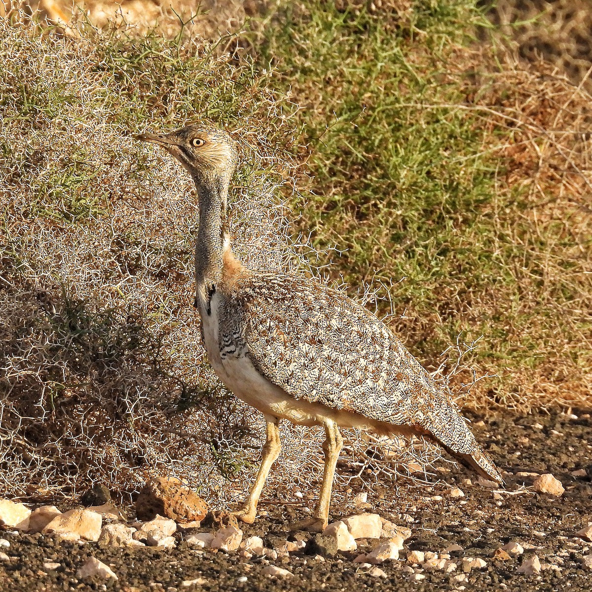 African Houbara - ML646842229