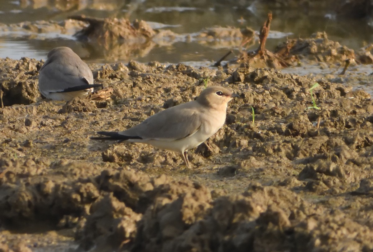 Glaréole lactée - ML646842230