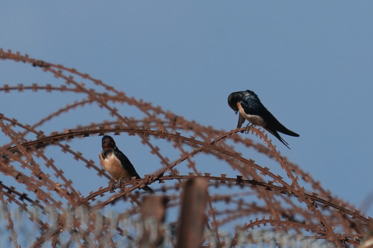 Barn Swallow (Levant) - ML646842233