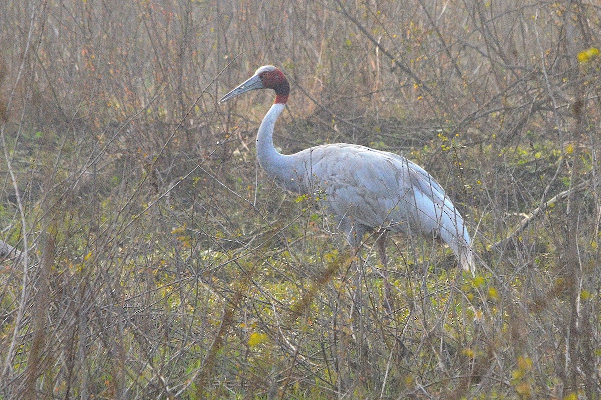 Индийский журавль - ML646842234